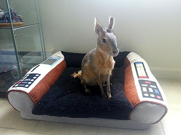 BennyStarTrekBed by MoonsongWolf BennyStarTrekBed by MoonsongWolf