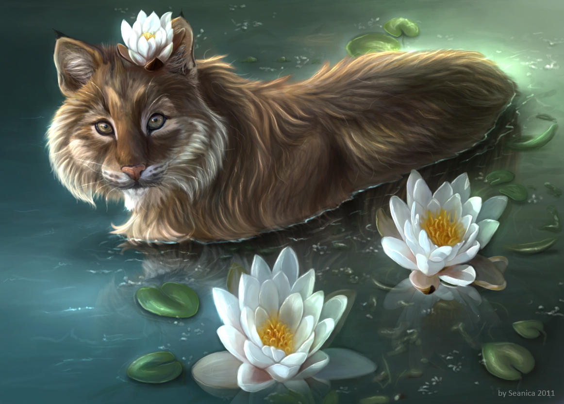 Water Lily by Seanica
