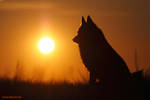 Schipperke Sunset by nele102