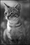 zeytin by MistyTableau
