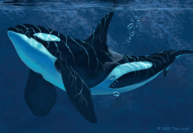 Orca Reflections. by jaxxblackfox