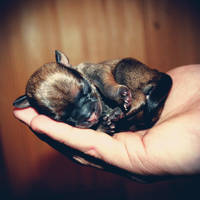 Bundle of Joy by The-Exs-And-The-Ohs