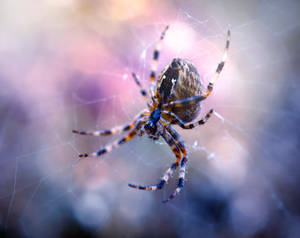 Colourful Web by Kaz-D Colourful Web by Kaz-D