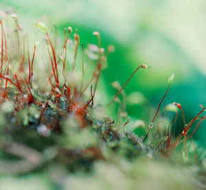 Day 293: A Little World by Kaz-D Day 293: A Little World by Kaz-D