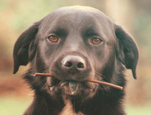 Day 340: Buddy One Year On by Kaz-D Day 340: Buddy One Year On by Kaz-D
