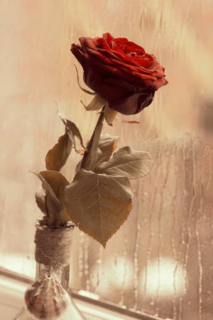 Valentines Rose by Kaz-D Valentines Rose by Kaz-D