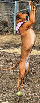 Dog Stock 164 by Jaded-Night-Stock