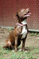 Dog Stock 230 by Jaded-Night-Stock