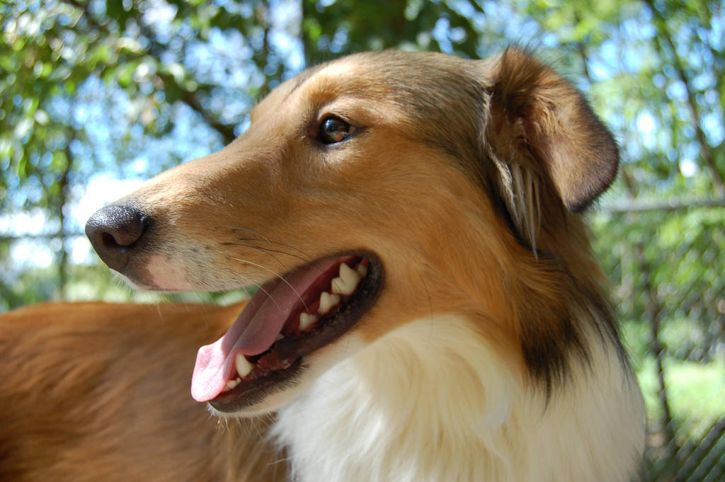 Dog Stock 242 by Jaded-Night-Stock