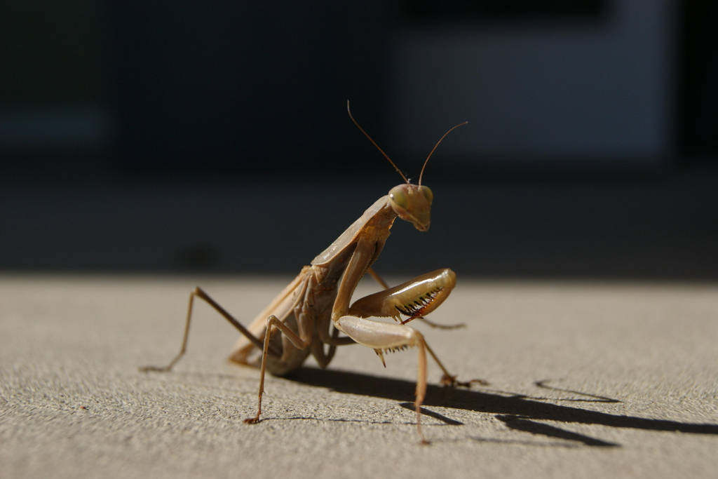 Praying Mantis 3 By Soda Lime On Deviantart