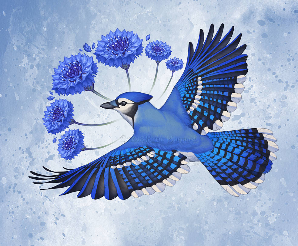 Cornflower Jay by KatieHofgard Cornflower Jay by KatieHofgard