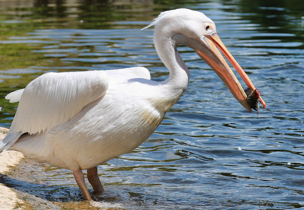 Pelican v Baby duck III by d3lf
