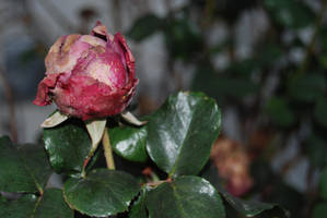 Wont Be Back by UmiKumo