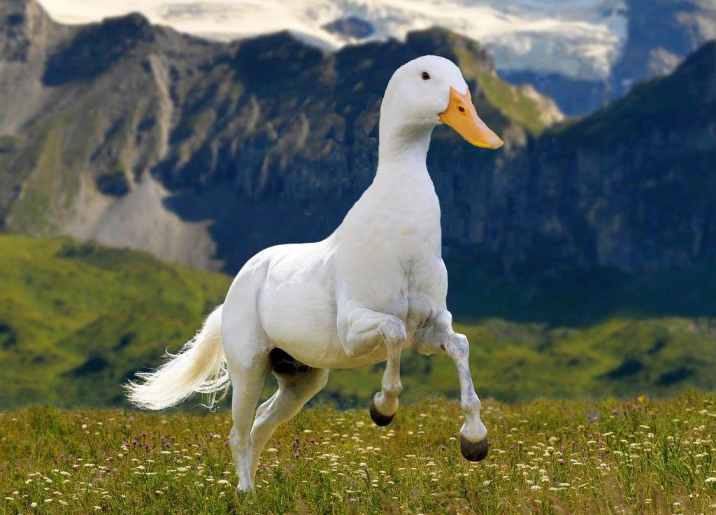 Horse Duck by FieldFabricBro on DeviantArt