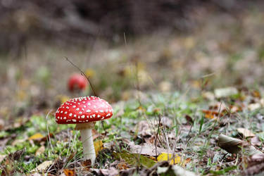Fly Amanita by Skaldur