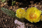 Michigan Catus 1 by Eberhardt65
