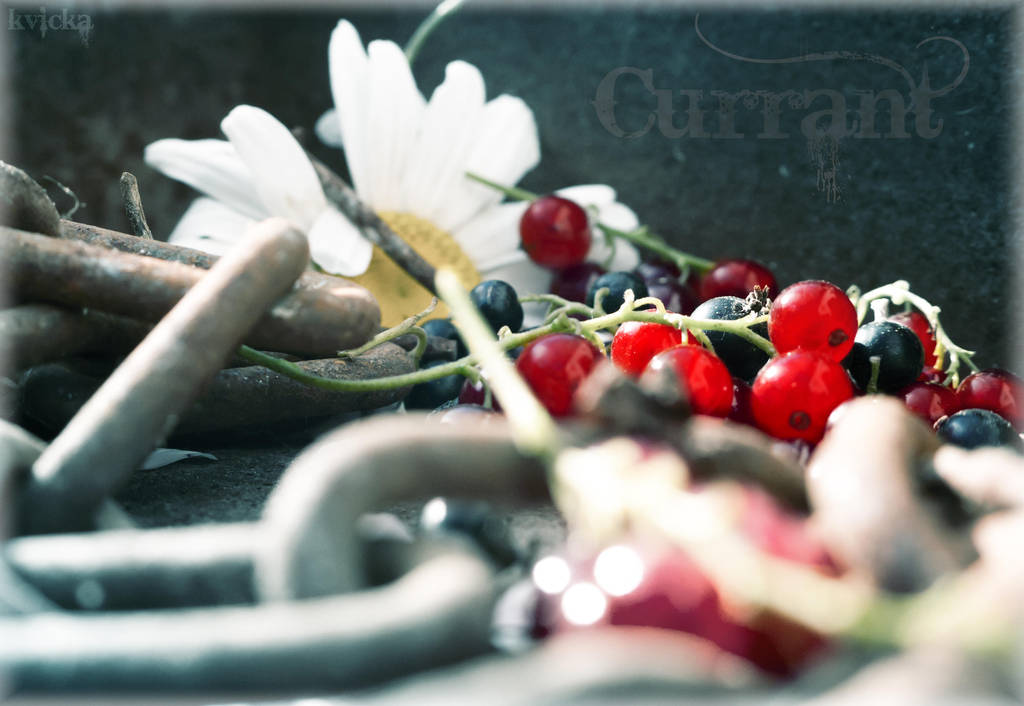 Fruit project - Currant by kvicka