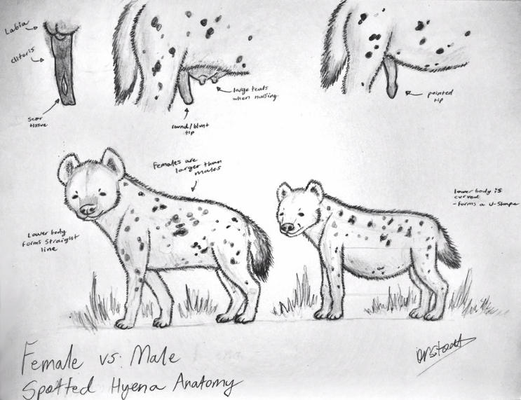 Female and Male Hyena Study by DrStoat10 on DeviantArt