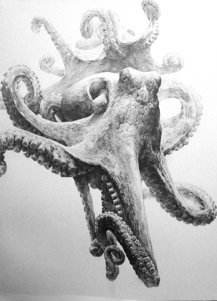 Octopus by indiart3612