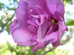 Purple Flower 5 by TheonlyAnimequeen