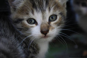 Maus by XxXLipsOfAnAngelXxX