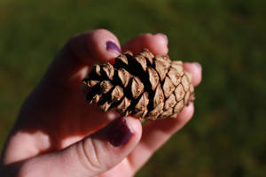 Pretty Little Pinecone by absurd-vexations