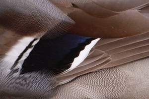 Softest Touch by absurd-vexations