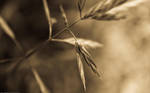 Old Grass by juliekoesmarno
