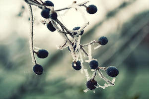 icy berries by 14th-division