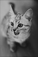 minicat by govorit-vsluh