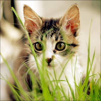 in grass by govorit-vsluh