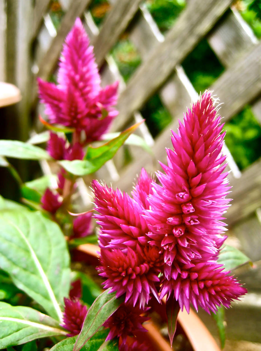 Spiky Pink Flowers By Narfyspeaks On Deviantart Spiky Pink Flowers By Narfyspeaks