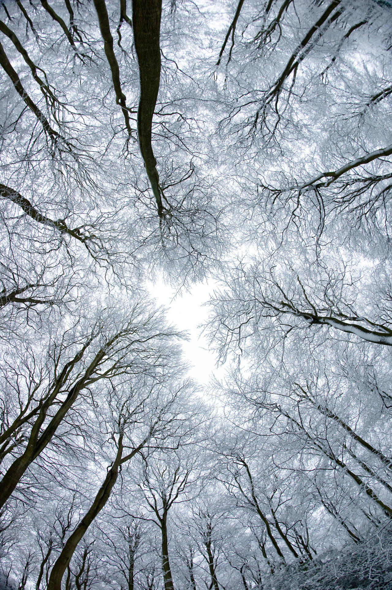 Trees in Snow by pnewbery
