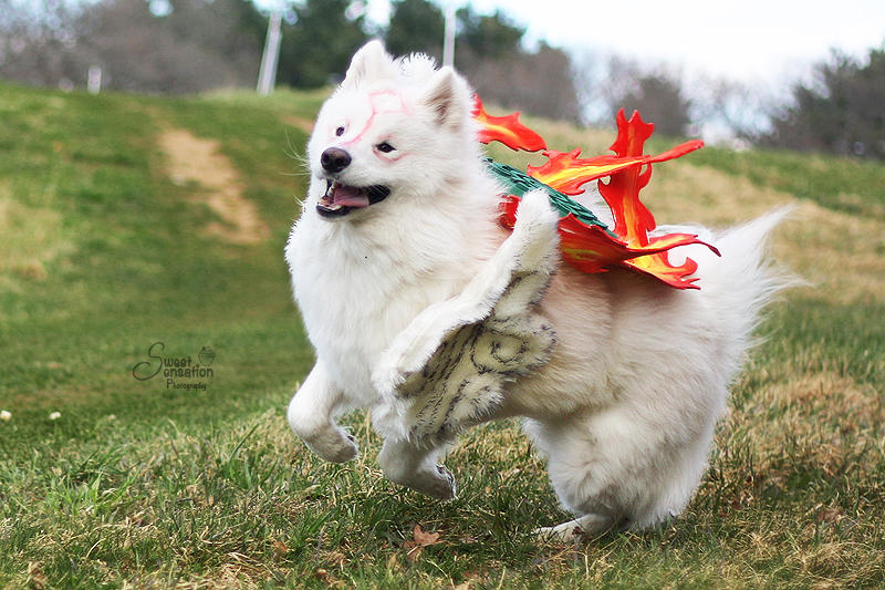 OKAMI : Happy Go Lucky by EnchantedCupcake