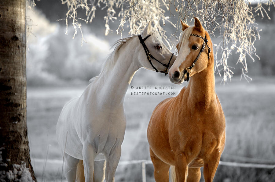 A Horse Whisper by Hestefotograf