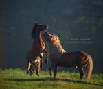 Playful Morning by Hestefotograf
