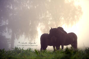 Morning Mist by Hestefotograf Morning Mist by Hestefotograf