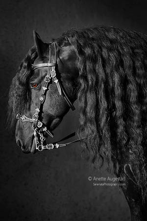 Friesian Beauty by Hestefotograf Friesian Beauty by Hestefotograf