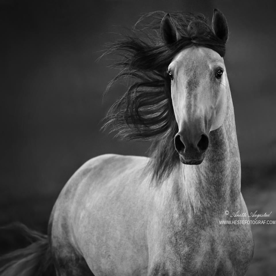 Prince Of Beauty by Hestefotograf
