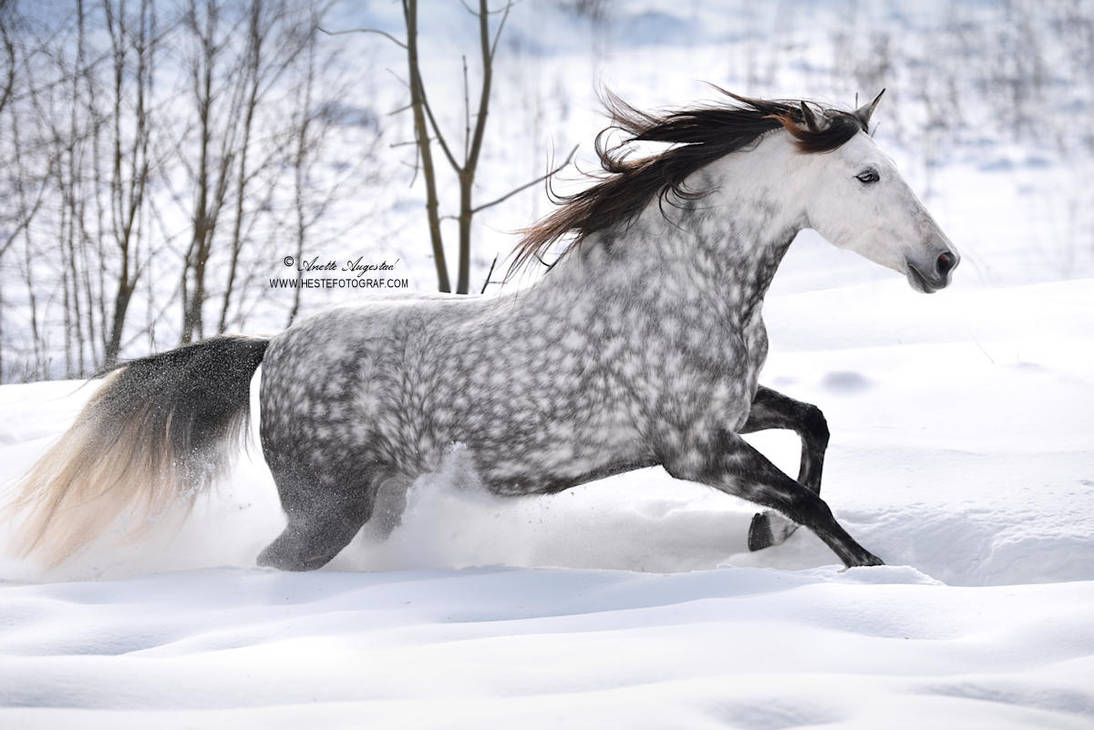 Snow Piercer by Hestefotograf on DeviantArt