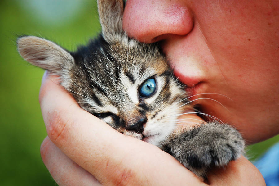 squishthekitty__lovethekitty_by_themete0