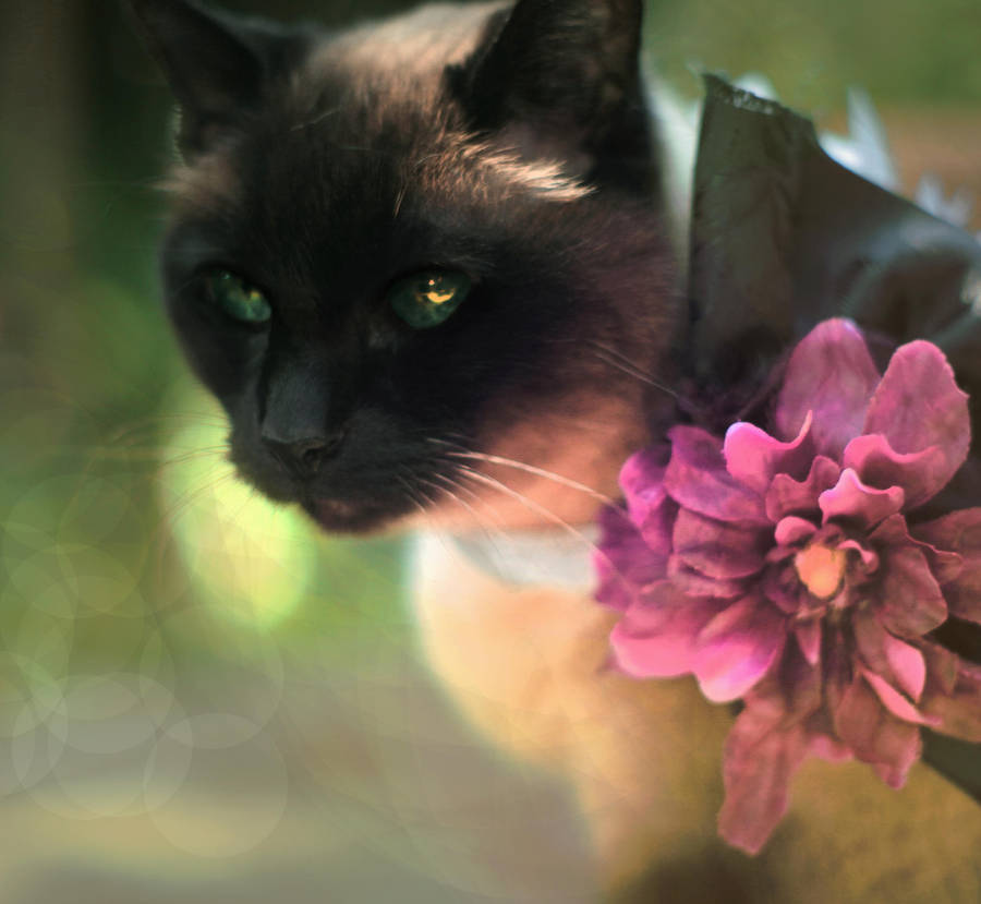 Desdemona by TEMPERATE-SAGE