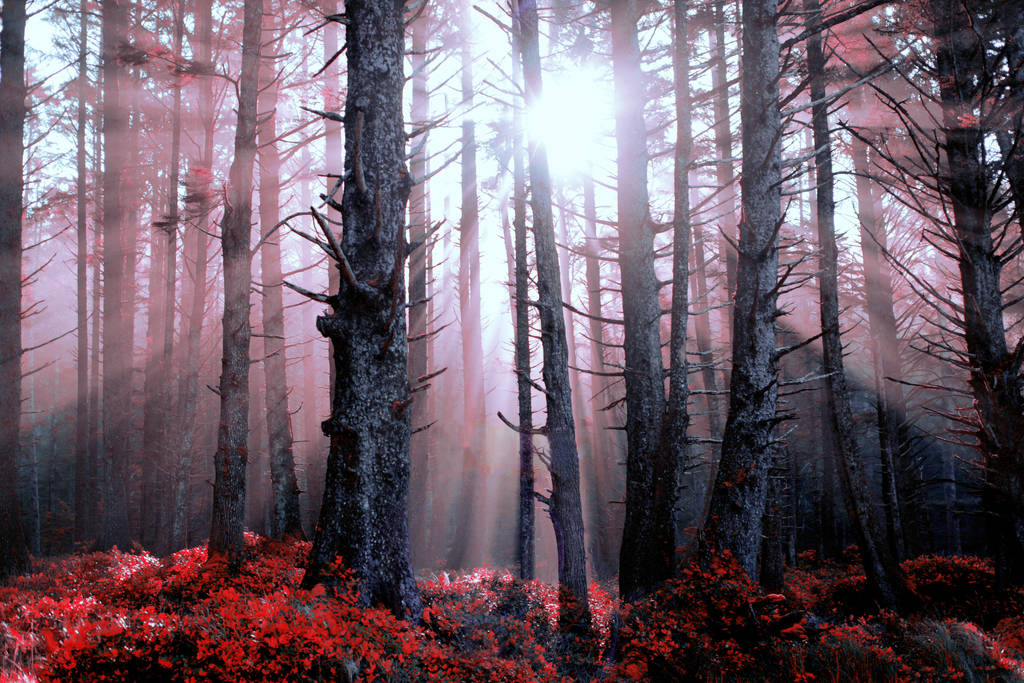 Sanguine, my friend by TEMPERATE-SAGE