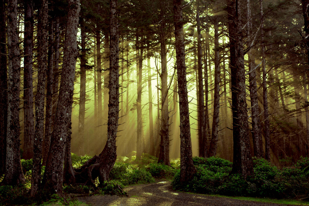 Follow Me Home by TEMPERATE-SAGE