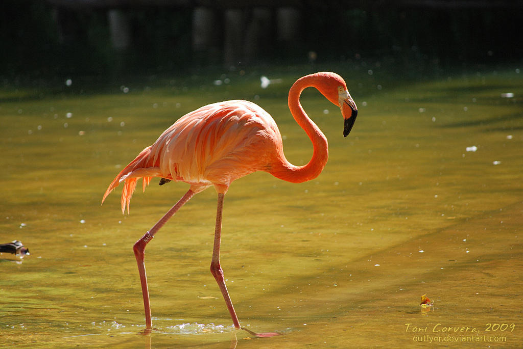 Flamingo by outlyer