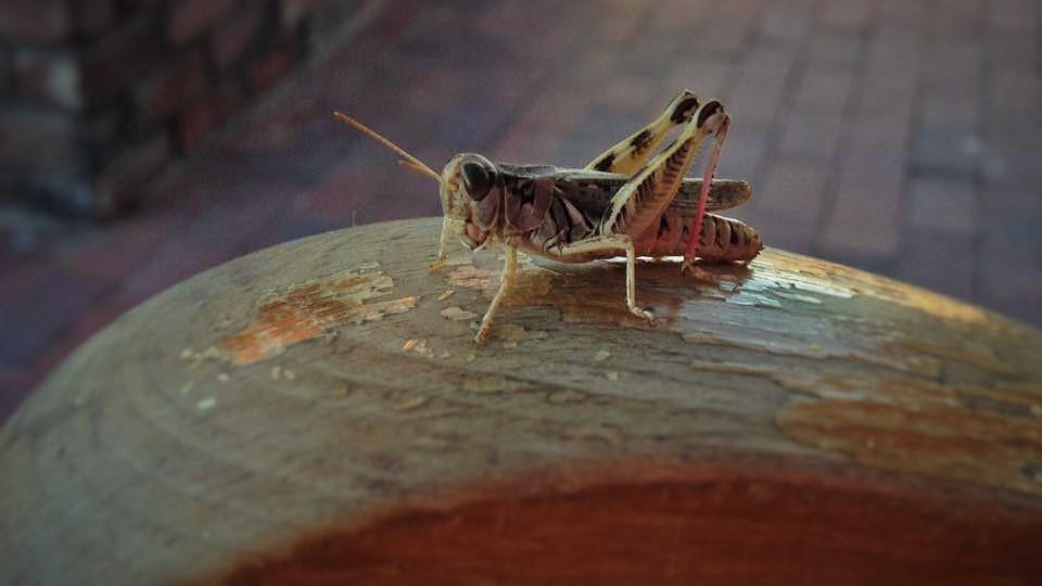 Cricket On A Rocking Chair By Lions Moon Deviantart Cricket On A Rocking Chair By Lions Moon