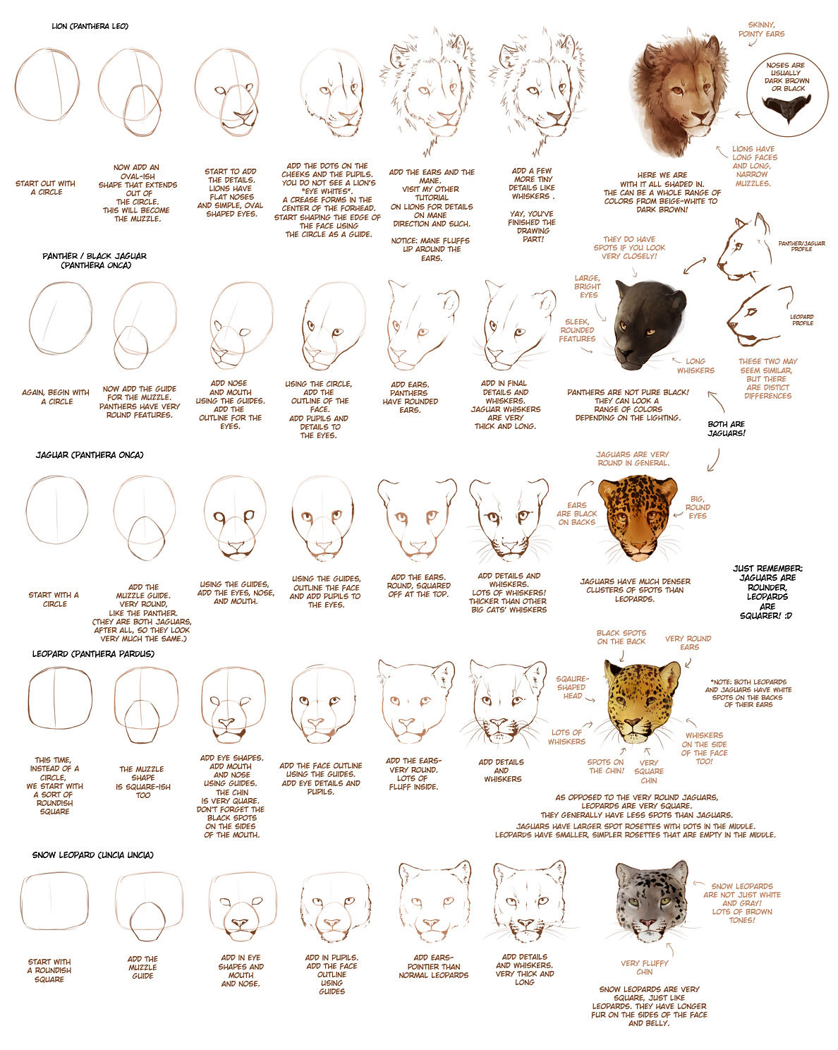 OLD: How to Draw Big Cats Part 1 by TamberElla
