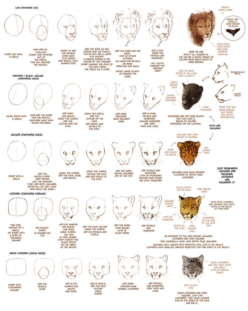 OLD: How to Draw Big Cats Part 1 by TamberElla