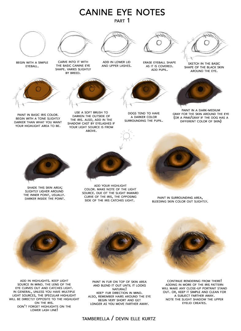 Canine Eye Notes pt 1 by TamberElla
