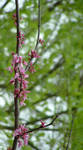 Redbuds by Loriele
